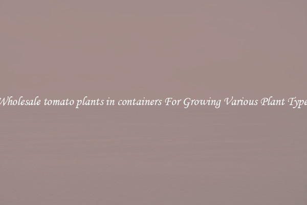 Wholesale tomato plants in containers For Growing Various Plant Types
